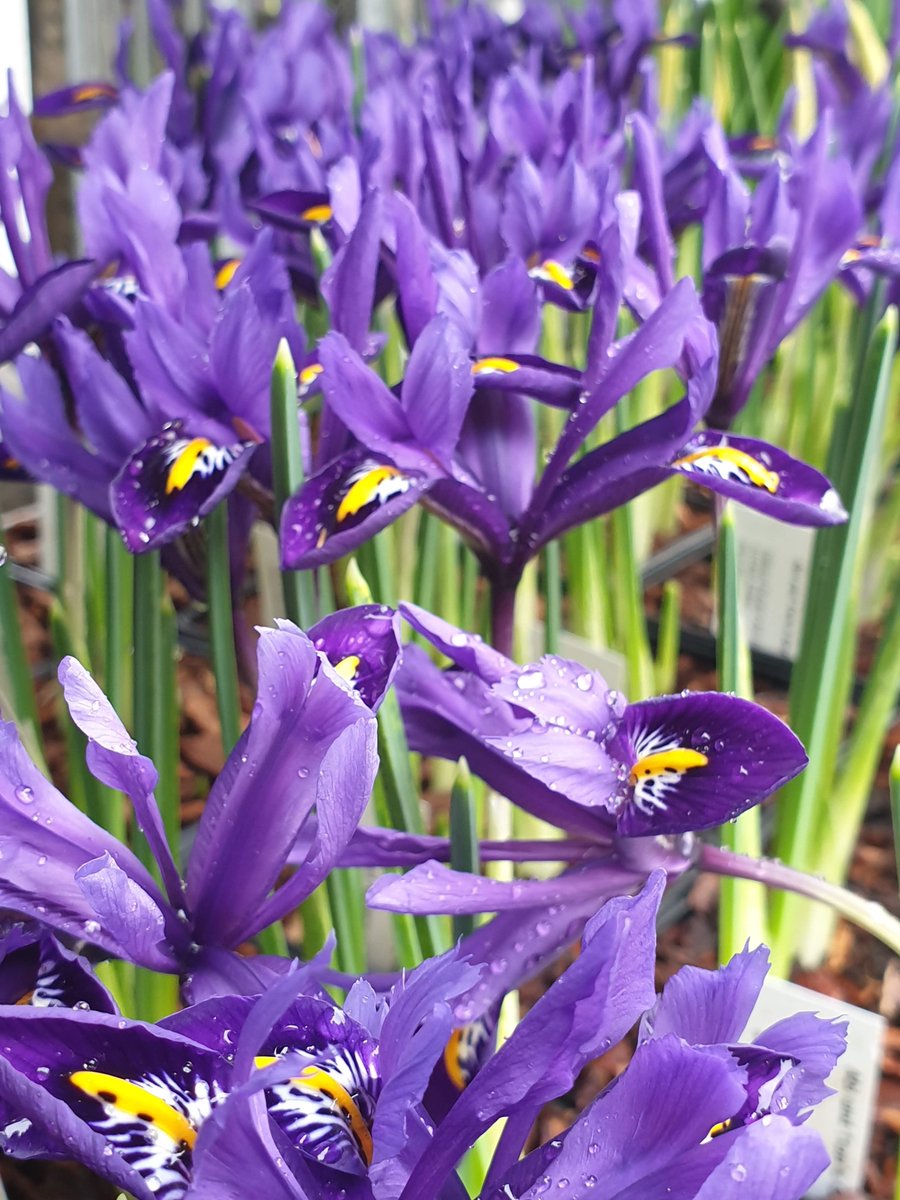 These gorgeous Iris reticulata 'Pixie' from <a href="/ABIANDTOMS/">Abi & Tom Attwood</a>  are now available in the farm shop. Perfect to add a pop of colour during these cold winter months...