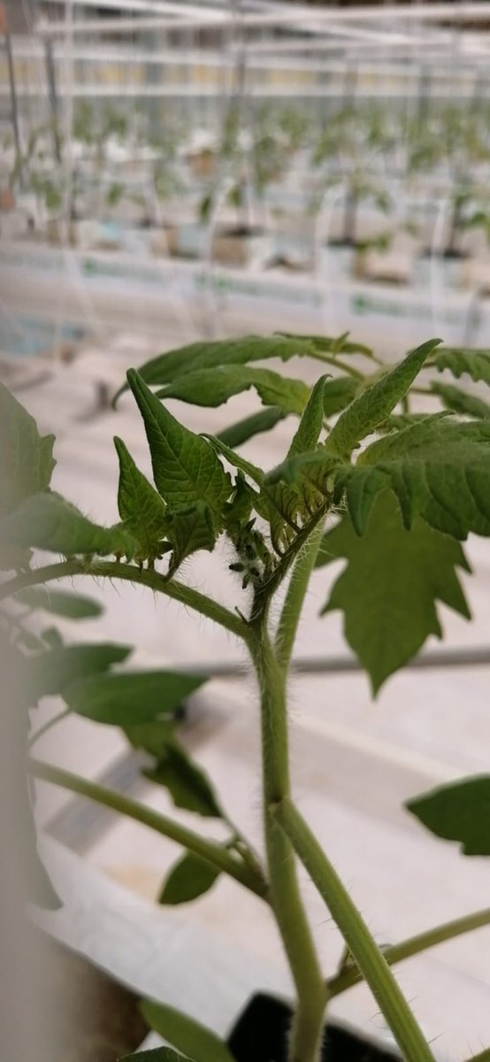 Horti_XS's tweet photo. Despite the difficult times that China is suffering, we continue to support our Chinese partners with agronomic support.

The first harvest has been planted and the tomatoes are growing well.

#letsgrow  #vegetables  #healtyfood  #venlogreenhouse  #economicdevelopment #Nanchang https://t.co/gtnxWD1nng