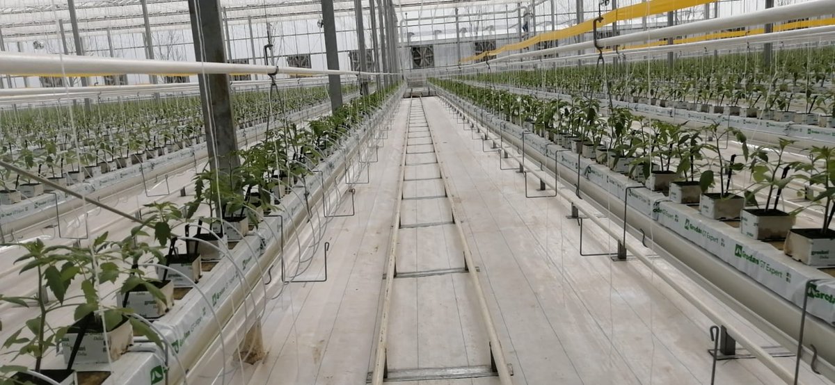 Horti_XS's tweet photo. Despite the difficult times that China is suffering, we continue to support our Chinese partners with agronomic support.

The first harvest has been planted and the tomatoes are growing well.

#letsgrow  #vegetables  #healtyfood  #venlogreenhouse  #economicdevelopment #Nanchang https://t.co/gtnxWD1nng