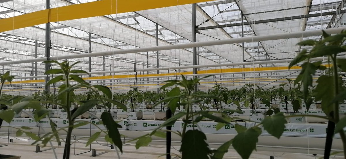 Horti_XS's tweet photo. Despite the difficult times that China is suffering, we continue to support our Chinese partners with agronomic support.

The first harvest has been planted and the tomatoes are growing well.

#letsgrow  #vegetables  #healtyfood  #venlogreenhouse  #economicdevelopment #Nanchang https://t.co/gtnxWD1nng