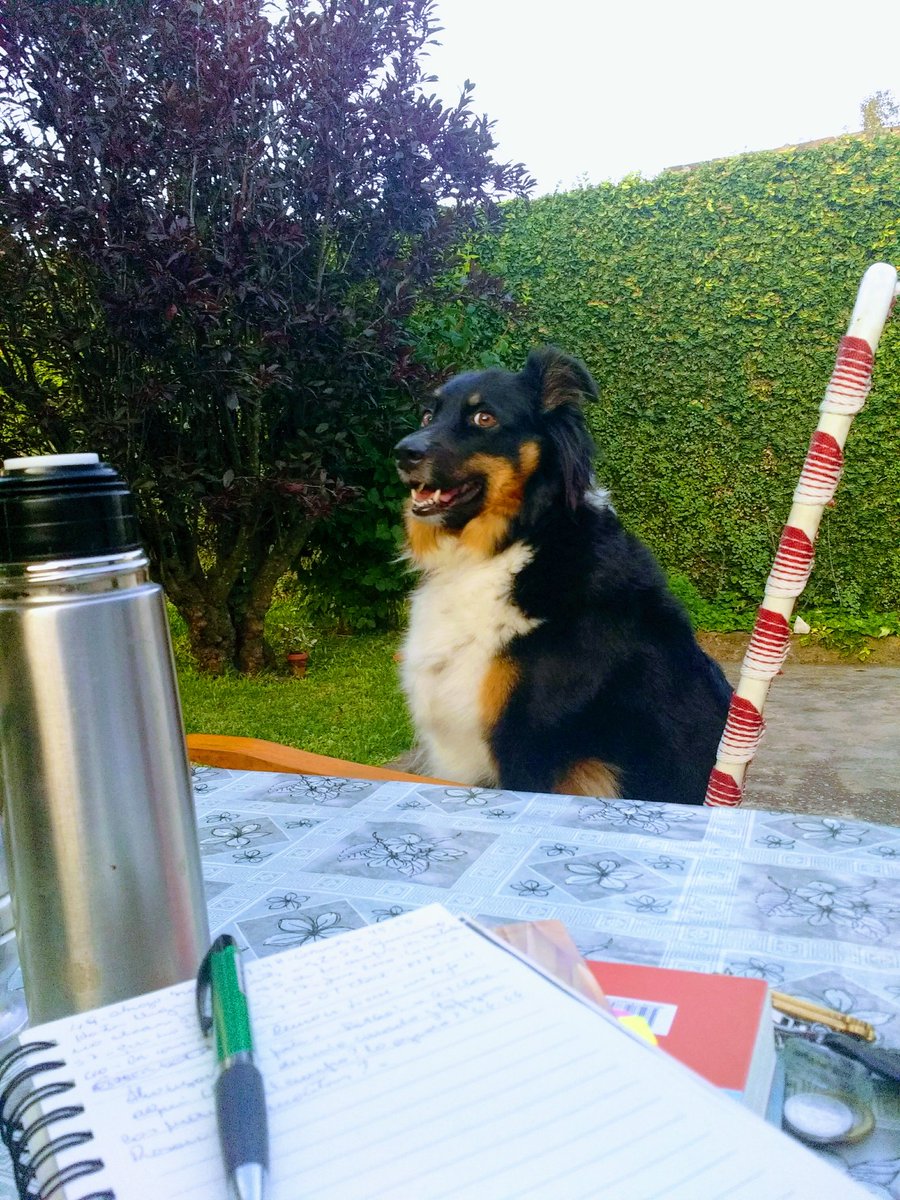 Morenaescritor1's tweet photo. Qué?! Me tengo que bajar? Cuando una escribe y la otra, acompaña. Una tarde cualquiera, mi Kamkam me tira letra...💖 https://t.co/yNy0syaqVs