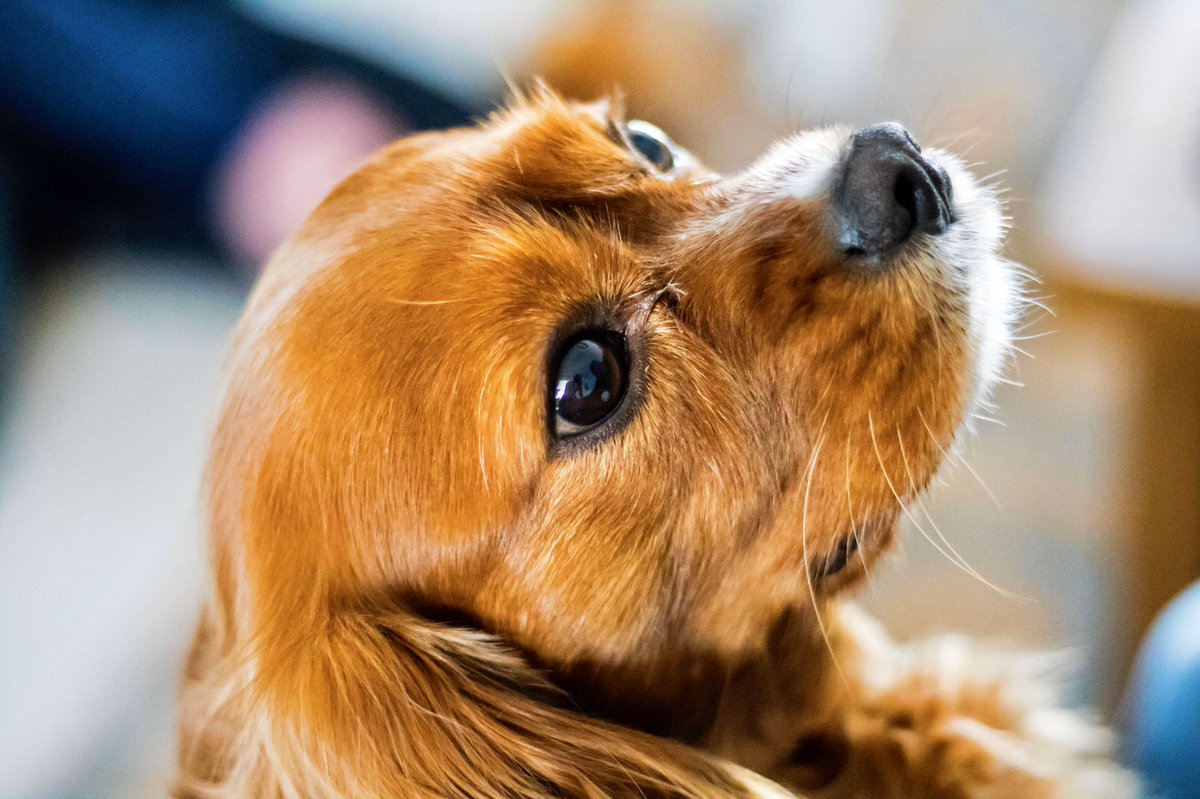 My gorgeous pup! #dog #doggo #dogsofinstagram #doggosdoingthings #cavalier #cavalierkingcharlesspaniel #spaniel #canoneos5dmkiv #canon50mm #canine #dogphotography #photography #bokeh #lifephotography