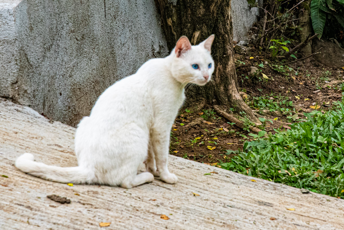 Blue eyes Cat

#EventPhotography
#WeddingPhotography
#LandscapePhotography
#PicOfTheDay 
#streetphoto #urbanphoto 
#NaturePhotography 
#StreetPhotography
#nikonphotography #WednesdayMotivation