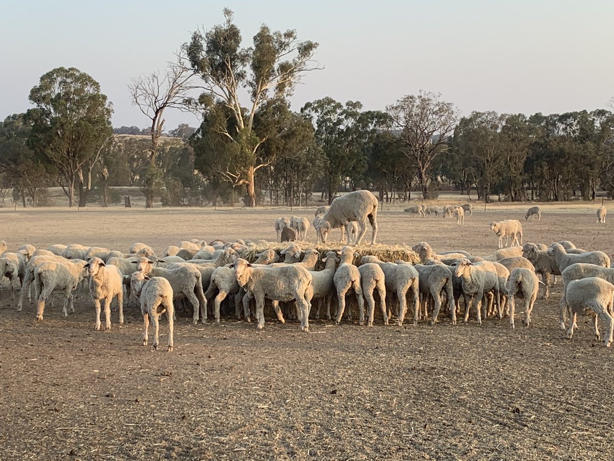 Burando Hill Wangaratta Victoria tweet media
