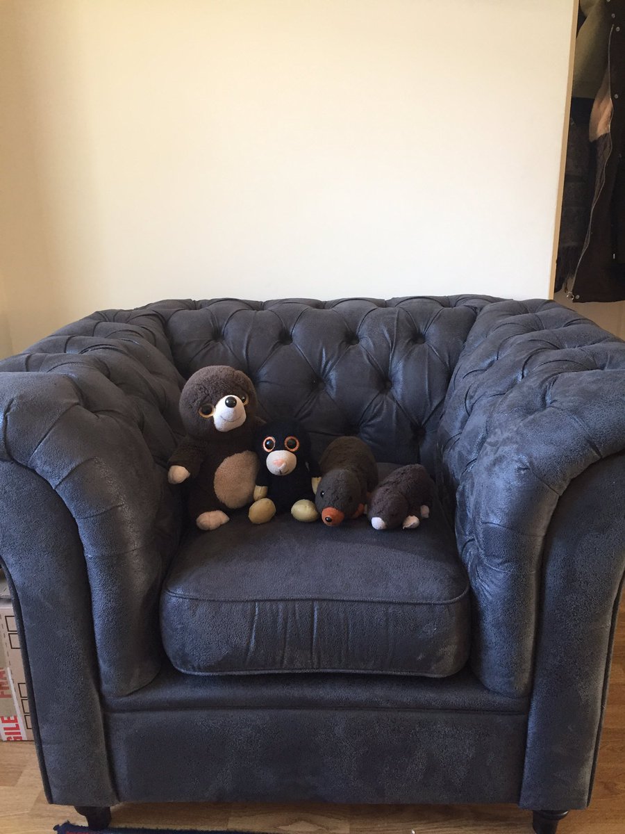 MoleyFrankland's tweet photo. Daddy has bought us moles somewhere new to sit, he says it’s his but we beg to differ #comfort #molehangout #daddyout https://t.co/Ncno7xGbaB