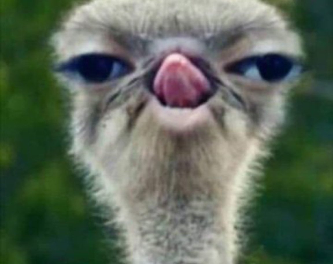 JeromeJayy's tweet photo. Ladies, please shave your Valentine's gifts๐๐๐๐๐๐๐
#GoToHellMoi #SecurityForKandaraMP #WednesdayMotivation #WednesdayWisdom https://t.co/WggXtBwp9l