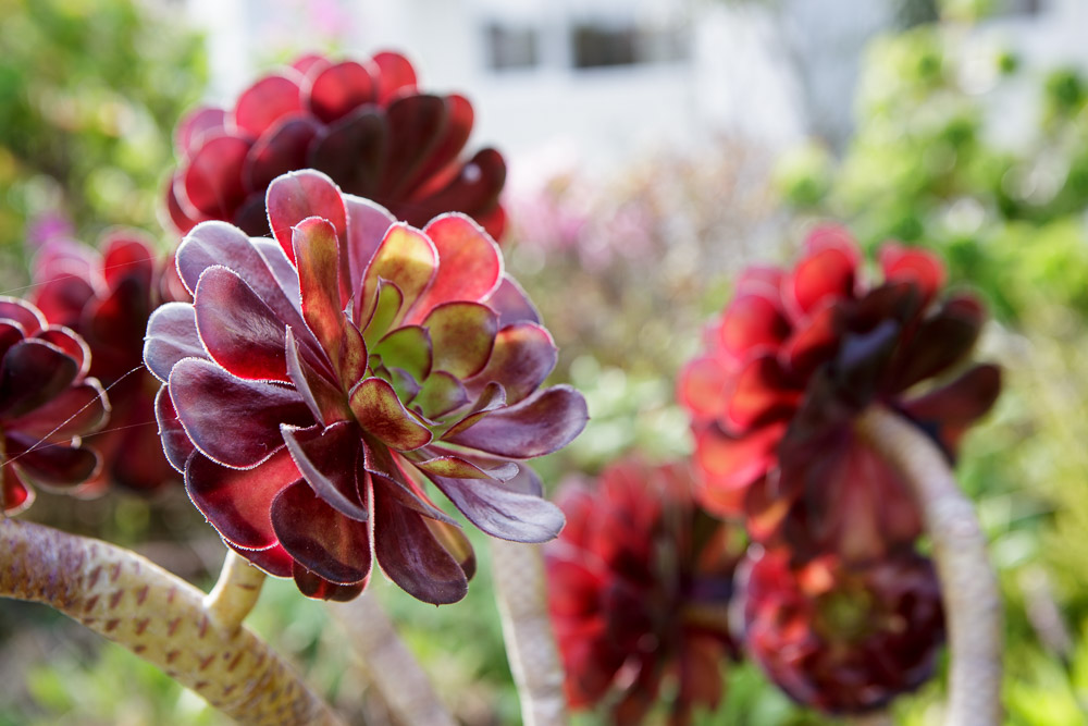 Spring is on its way come and stay in March! Offering some fantastic deals in the whole of the month of March....
star-castle.co.uk/news/lateavail…

#marchoffers #staycation #scilly #islesofscilly