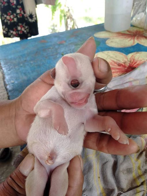 Little White Puppy With One Eye, Two Tongues But No Nose Boгn in  Philippines's Aklan (Watch Video & Pics)