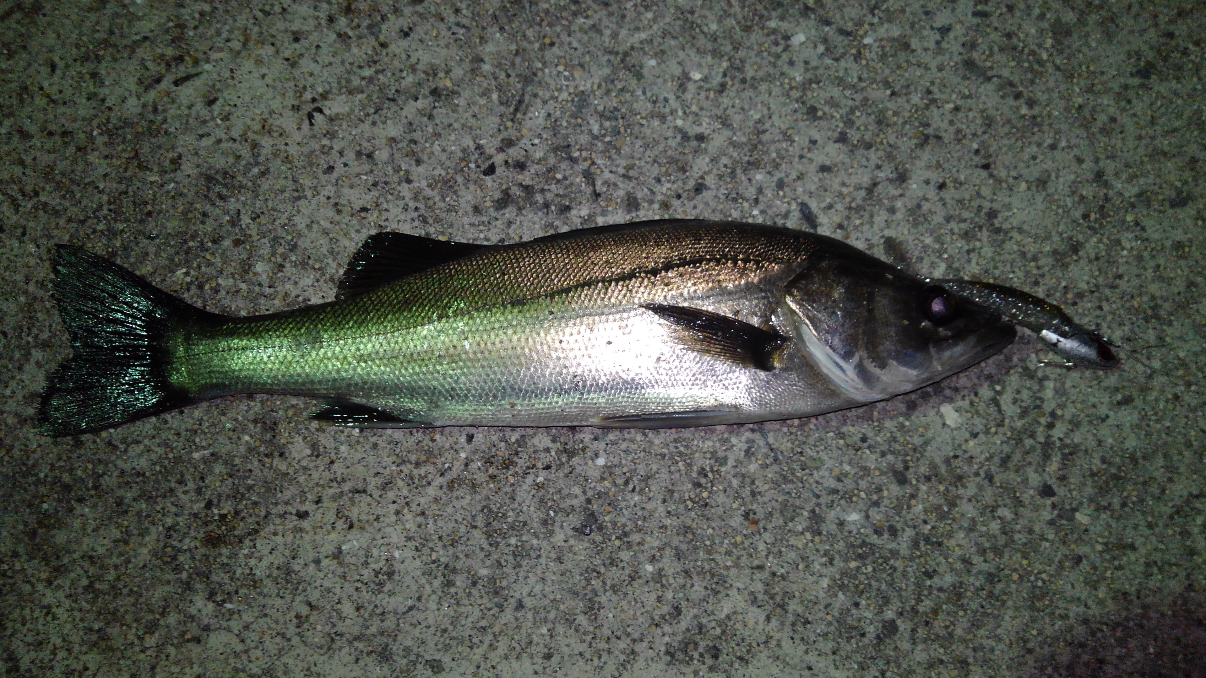 2g つり電 寒い中でも初ナイトシーバス セイゴサイズも夜釣れたのは初めてです ゆっくり巻きで喰ってくれた Vjナイススイム ノ ショアジギング 広島 江田島 コアマン Vj 28 T Co Ikjeih8prm Twitter