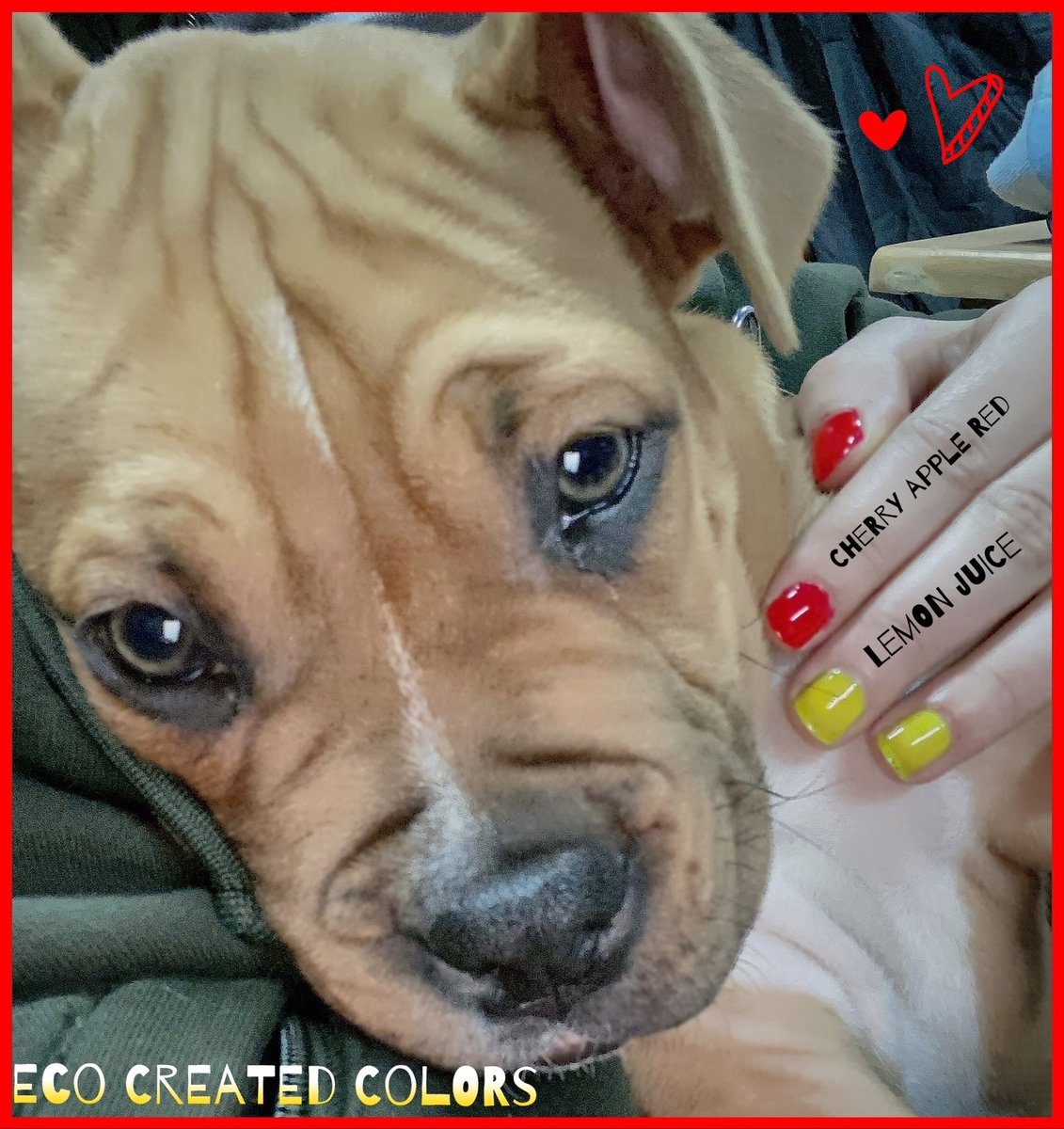 HAPPY WEDNESDAY hope this adorable face made you smile 😊 
CHERRY APPLE RED and LEMON JUICE will have your nails looking pawfect 🐾 🐾 #WednesdayMotivation #prettylittlething #lovenailpolish #etsyfinds #amazonhandmade <a href="/EcoCreatedColor/">Eco Created Colors</a>
