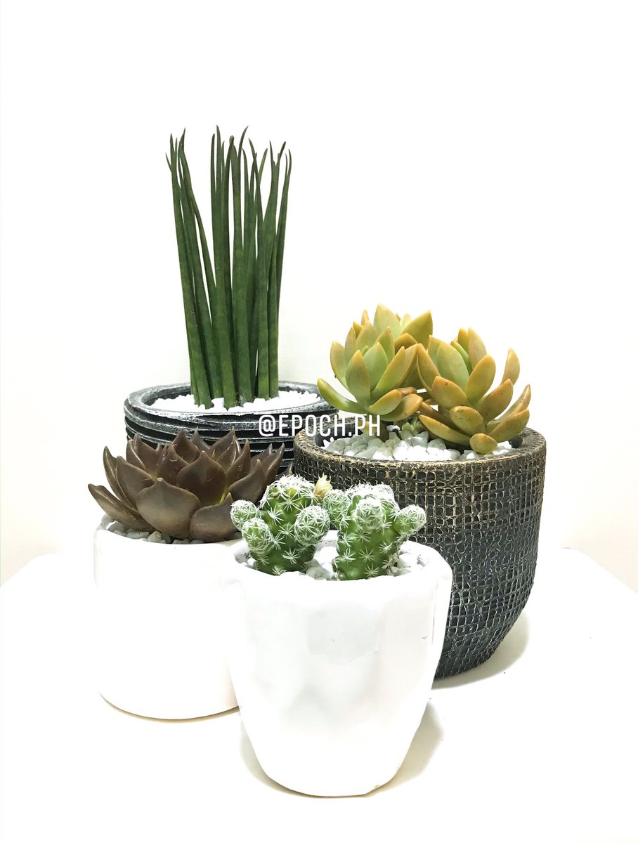 EpochPh's tweet photo. We would like to thank @akoposimarcelo for choosing Epoch Philippines! 🌱
—
Are you planning to own one of these? Send us a message and let us help you choose the best plant that will taylor fit your needs.

#SucculentsPh
#CactiPh https://t.co/eUIrSup97w