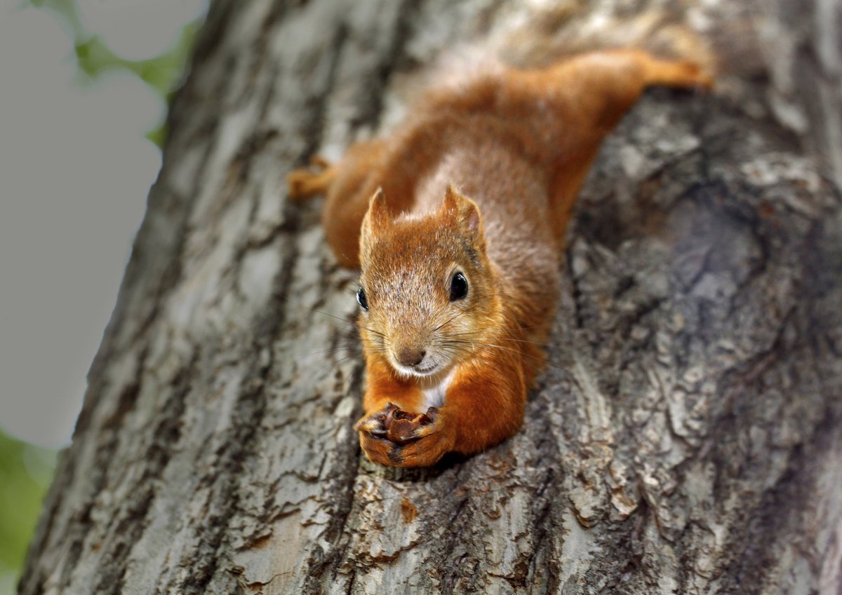 lakesfoundation's tweet photo. Some great news today we have had a wonderful grant for £3000 from Alice Noakes Memorial Charitable Trust for our #savereds campaign. A BIG THANK YOU to the Trust. @RedSquirrelsNE https://t.co/JX2CIWYXqG