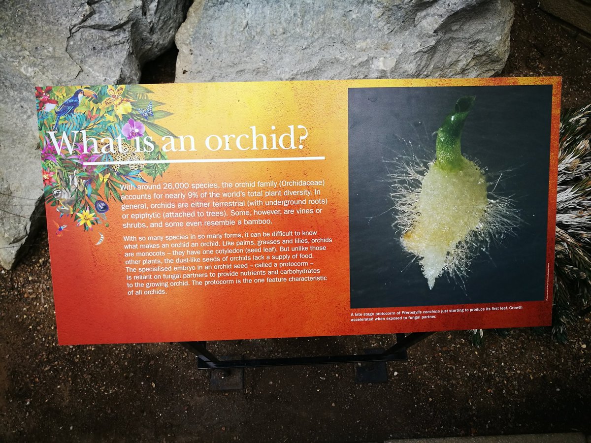 marthonio_'s tweet photo. Spent some time on creating a backup of my phone's photos, and crashed into this one from #IOCCVII days at the wonderful @kewgardens. So, question to all #orchid people; if you had to choose up to 3 #characteristics that make an orchid an orchid...What would they be? ๐๐ค https://t.co/T1QrJrzsLq