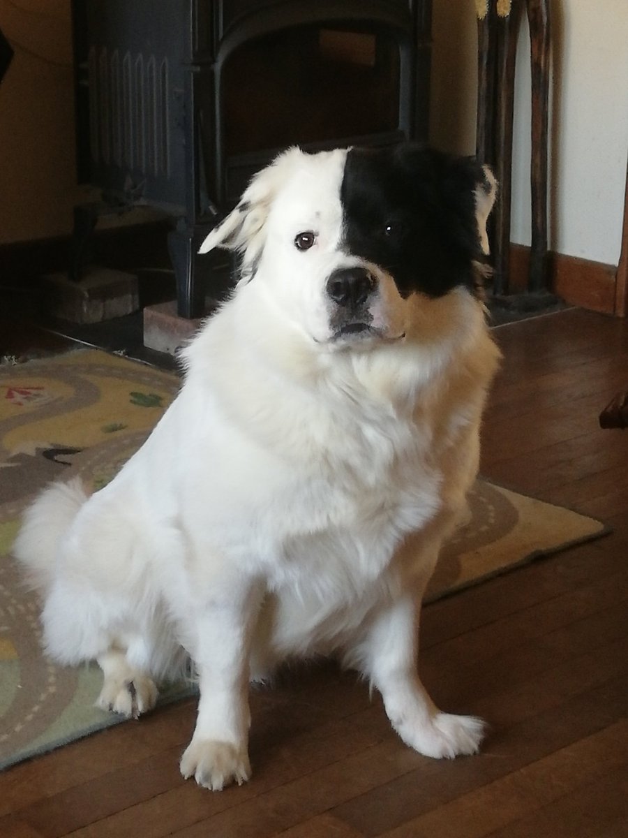 Good morning from my puppy.