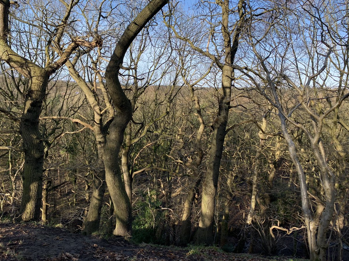 JaneEFindlay's tweet image. I wouldn’t mind having my office in the woods @firalandscape #HandspringDesign a bit of #forestbathing at lunch time. #healinglandscape