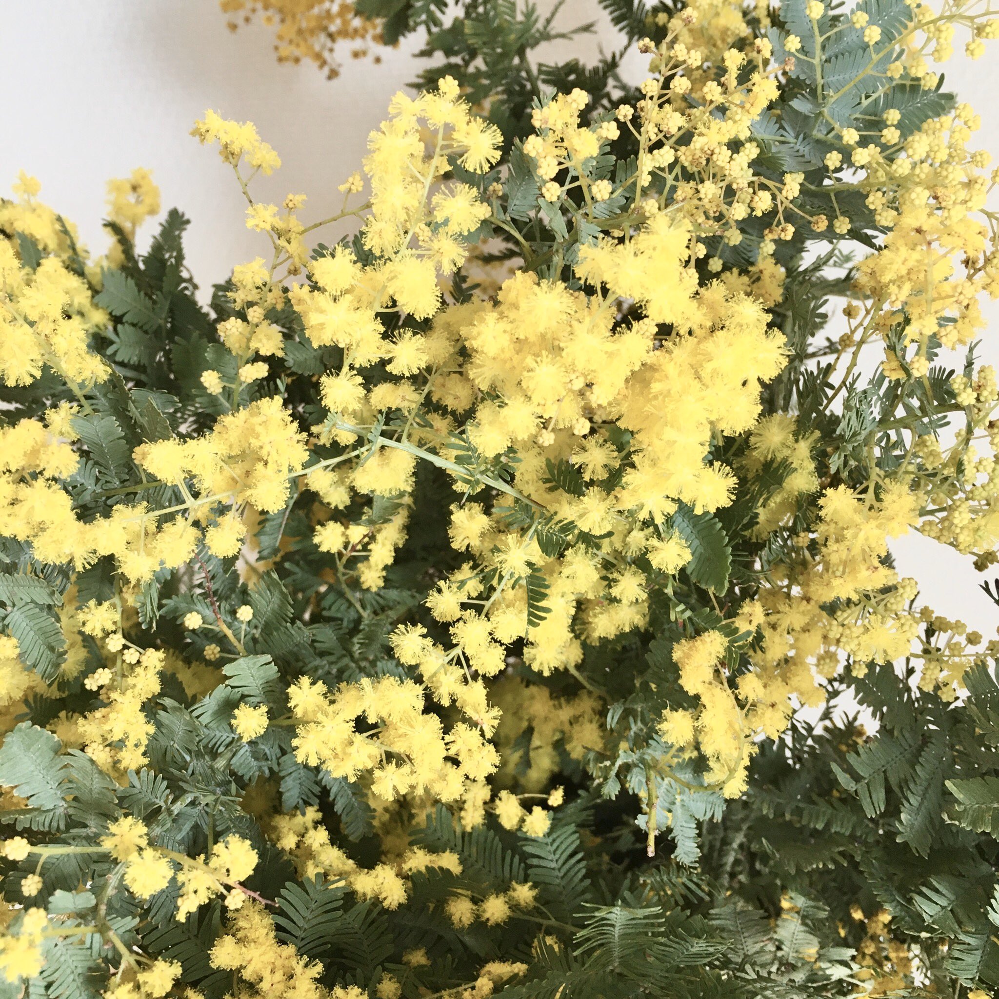 Petale D Or Hanon 黄色いもしゃもしゃの花 とはミモザの名前を忘れてしまった娘の言葉 ふわふわもこもこが本当にかわいくて 元気をもらえます さ て何を作ろうかな 花 フラワーアレンジメント 花のある暮らし フラワー