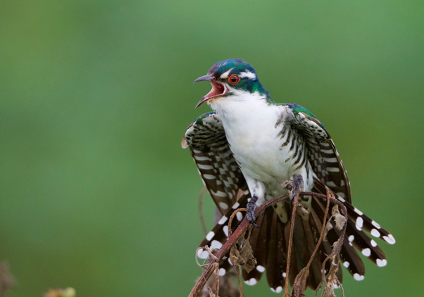 Pan-African Ornithological Congress (PAOC) tweet media