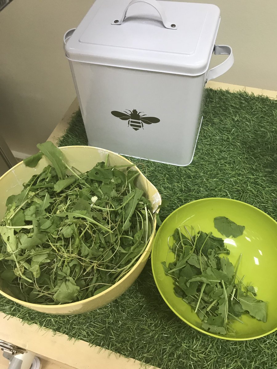 DESSCares's tweet photo. Feeling a sense of accomplishment today in Earth Club as we harvested our rocket.  Mrs McGrogan couldn’t believe how many children wanted to taste the rocket at snack time!!
What a wonderfully nutritious snack it was!!
@eegemirates https://t.co/UkVrroXYKV