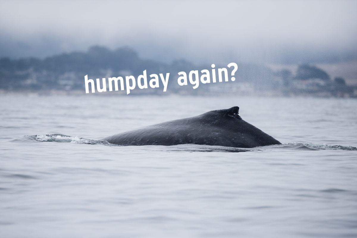 A humpback whale with caption "humpday again?”