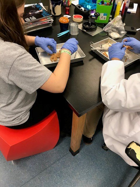 SheddLearning's tweet photo. Sea stars use tube feet for mobility and to bring food to the mouth at their center. Last week teens explored sea star anatomy through dissection. In #SheddTeenLab, we can find the answers to your animal questions. Visit us Thursdays and Saturdays! https://t.co/4S73j5t2U1 https://t.co/goJFI7Jvr6