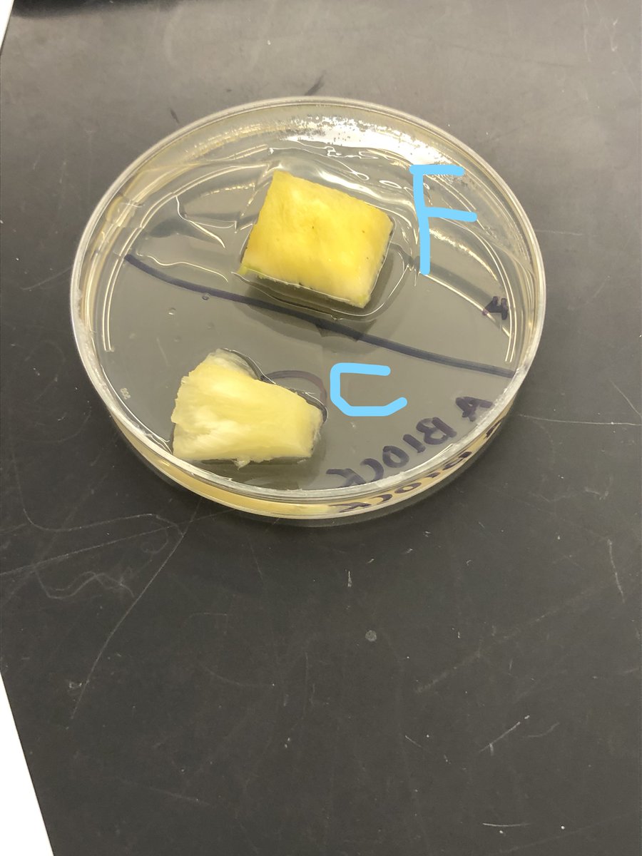 hmurphyhms's tweet photo. Team Great White Sharks exploring biomolecules and how enzymes work.  @HinghamMidSch @HinghamSchools #scienceisfun https://t.co/1NSRp4c7wt