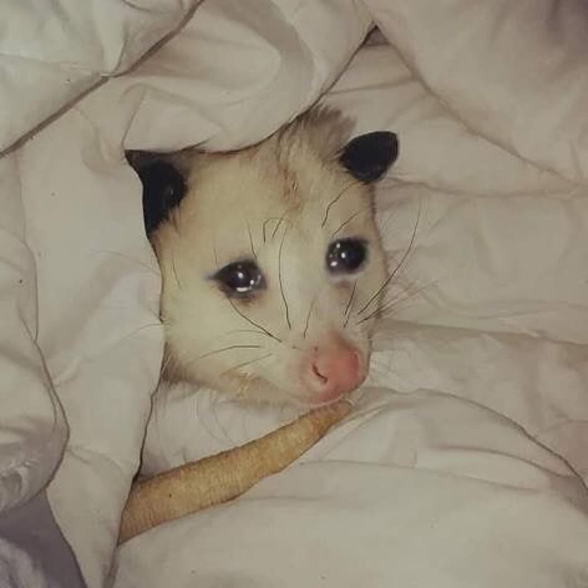 _DTAH's tweet photo. the ending of bojack horseman hurt me more than any breakup. i feel like i lost a good friend https://t.co/IGhrLwnUQf