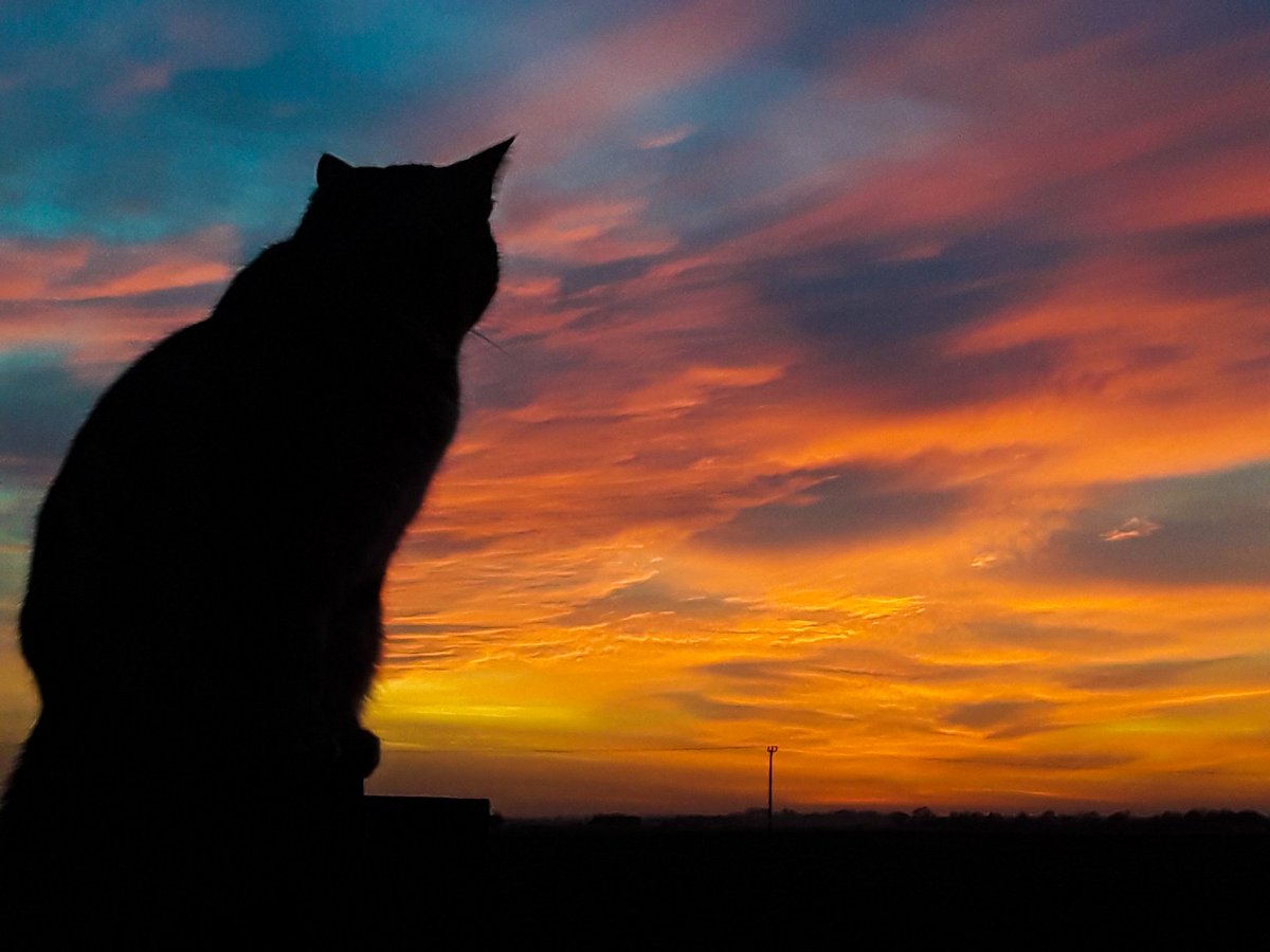 chris_alpacas's tweet photo. A fabulous #afterglow this evening with my #sunsetcat Precious in Ramsey St Mary's, Cambridgeshire @metoffice @ChrisPage90 @WeatherAisling @itvanglia @bbcweather @BBCWthrWatchers @BBCLookEast #loveukweather #NationalWeatherpersonsDay #WeatherWatcheralpacalady https://t.co/BFFnRjVSiC