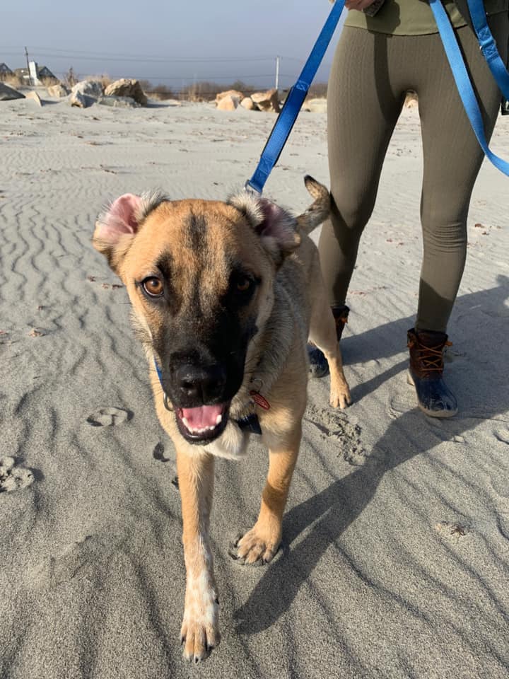 Save One Soul ARL tweet media