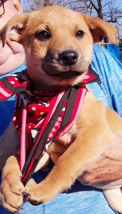 Look for a puppy? Or maybe an active, happy-go-lucky dog? Or a friendly, eager to please and affectionate pup? We've got you covered! Join us tonight for Woof N Wag Wendesdays from 6 to 7:30 p.m. at <a href="/SOSreTAILRI/">SOS reTAIL</a> in Wakfield.