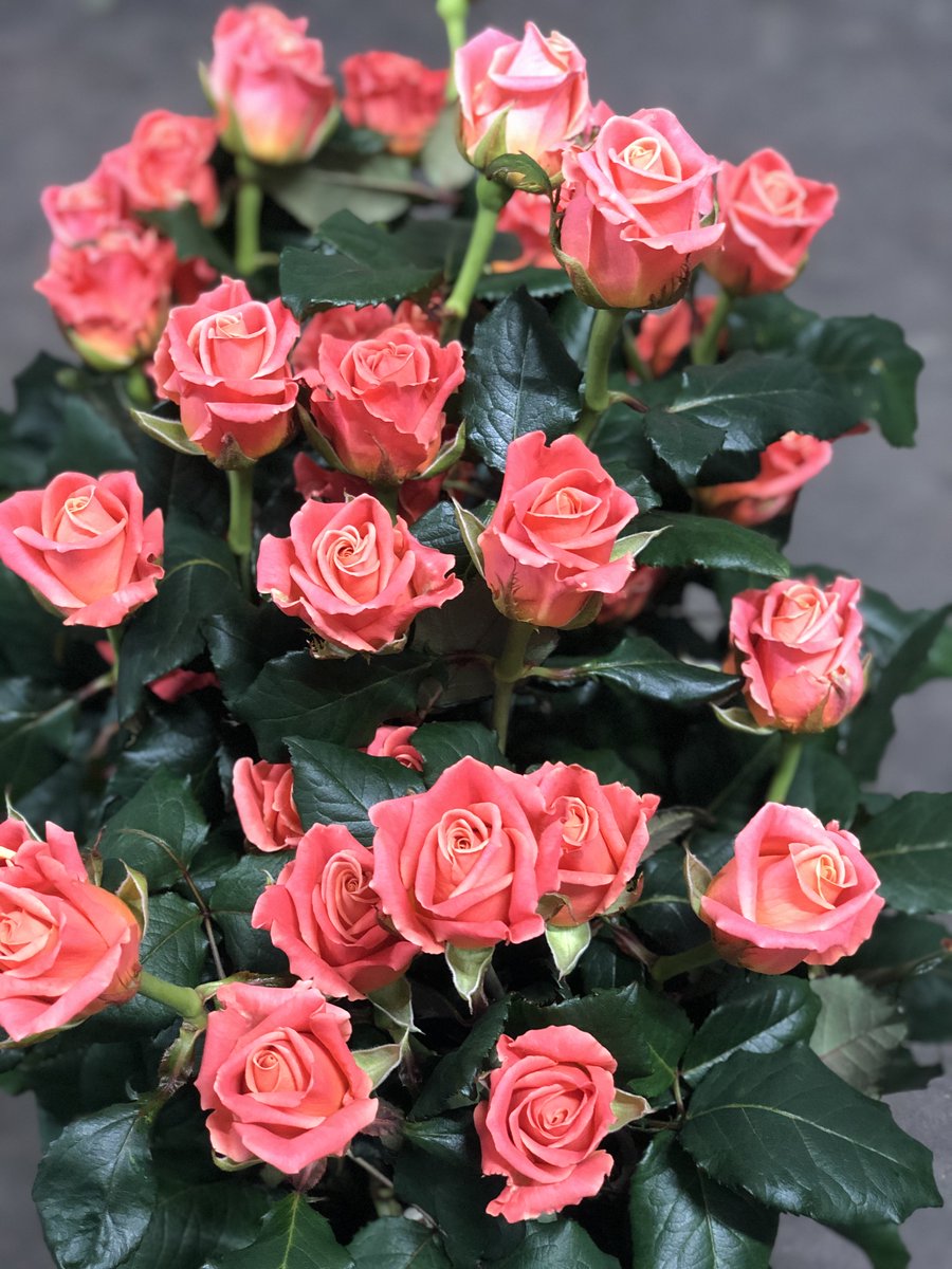 We harvested the first #misspiggyroses this week. In about one week Miss Piggy+ will be available <a href="/FloraHolland/">Royal FloraHolland</a> Aalsmeer. Miss Piggy+ will be available for Valentine’s Day. #bergroses #exclusivesupplier