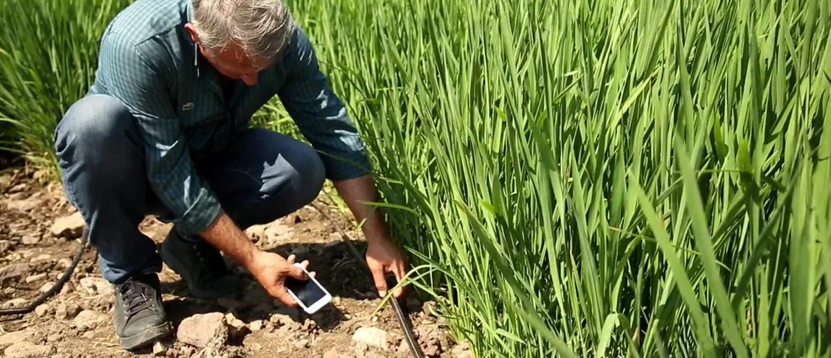 Sharing a good read about drip irrigation in Turkey for rice production.   #growmorewithless
See full article here netafim.com/en/blog/drip-i…

photo credit: <a href="/netafim/">netafim</a>
#agirrigation #dripirrigation #irrigate #netafim #dripnation