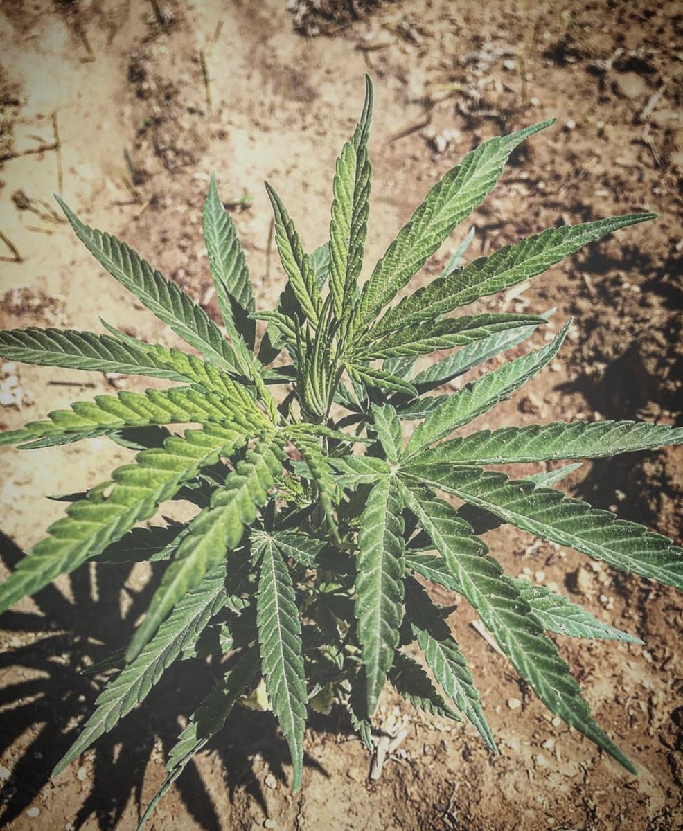 funkyogofficial's tweet photo. 🌳 #FunkyOG #Gas #Weed #LA #Cali #SmokeOne #Cannabis #Sativa #Indica #Mood #Marijuana #OG #Smoke #420 #Vibes #Happy #Life #WeedPorn #Wave #Dank #RollUp #PreRolled #DJFunky #Bong #FunkyOGSouthernPeachTea https://t.co/1RixmcrNhl