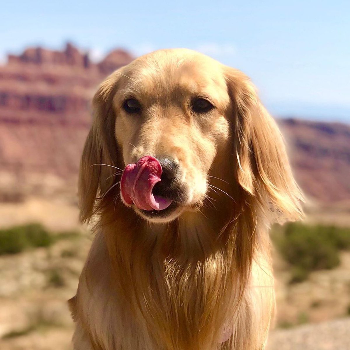 goldensglee's tweet photo. RETWEET this to spread the pure love of dogs. Let’s make this joy go viral. The world needs it right now. #WednesdayMotivation https://t.co/kWFTsvvyE3