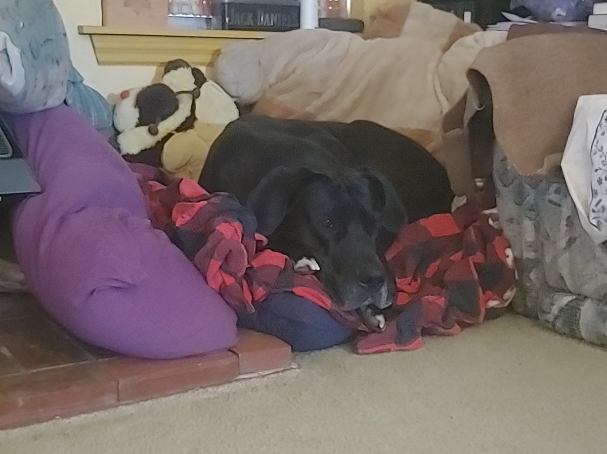 A mostly black Great Dane curled up on a red and black flannel sheet surrounded by pillows and large stuffed animals.