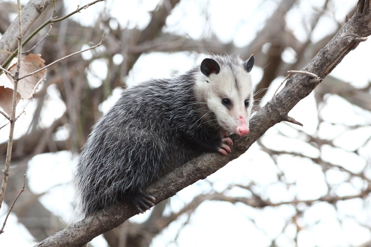 An opossum hangs out in a tree during the winter.