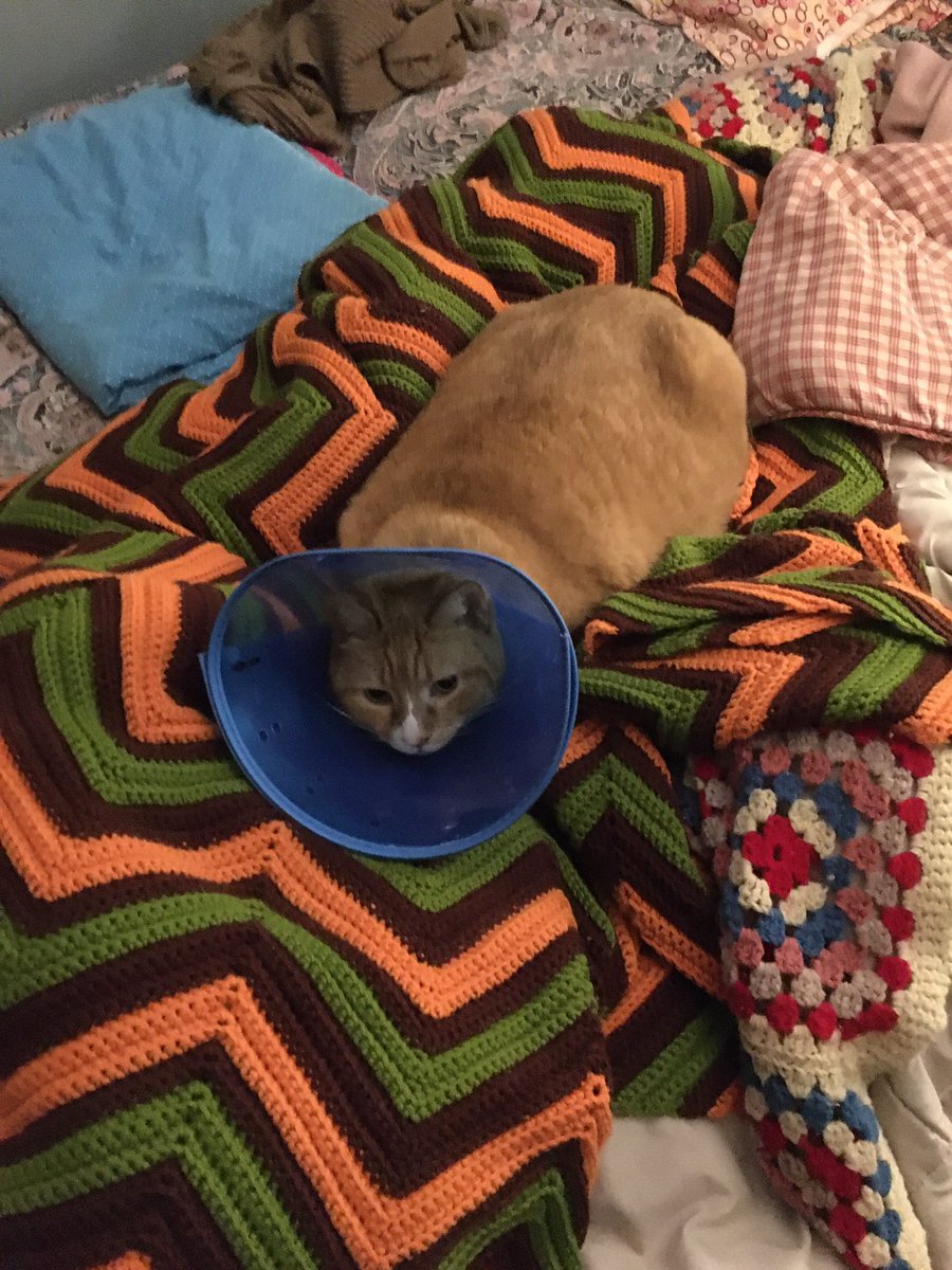 A big Orange cat wearing a blue cone, laying on colorful afghans.