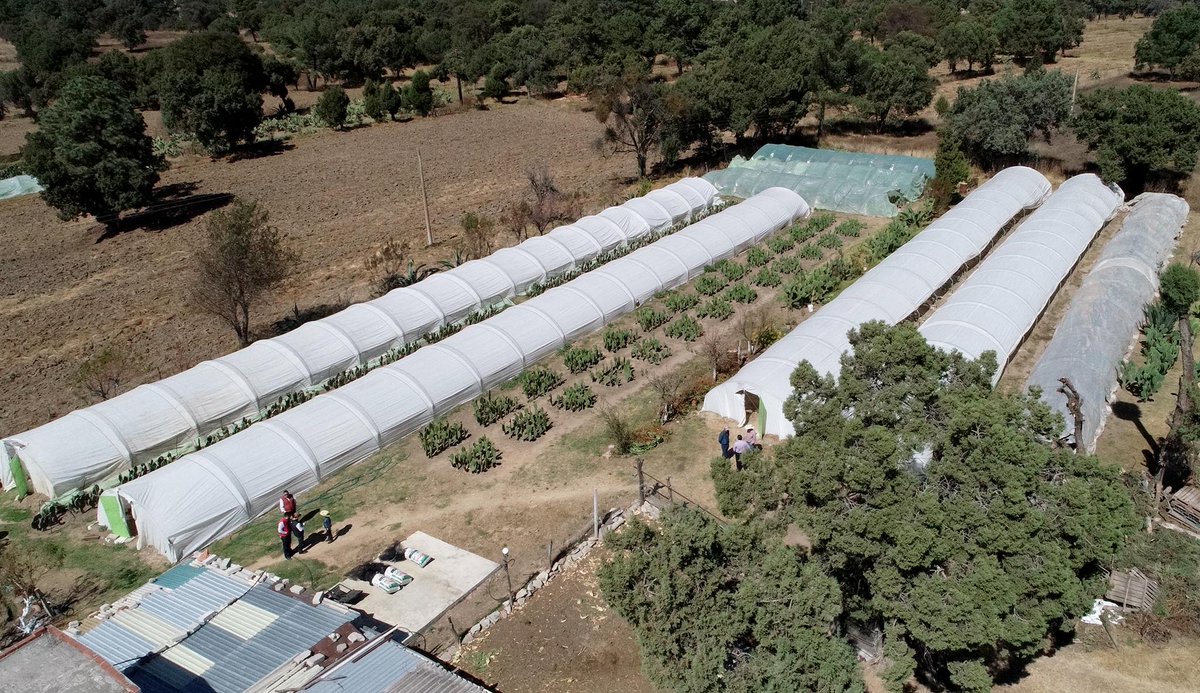 GobTlaxcala's tweet photo. La @SEFOATLX mediante el Sistema Estatal de Asistencia Técnica, impulsa la producción de nopal como alternativa rentable y con potencial, debido a sus múltiples usos en la industria alimenticia, farmacéutica, construcción, energética y cosmetología.
#CrecerJuntos2020 https://t.co/z9EOUeXnPF