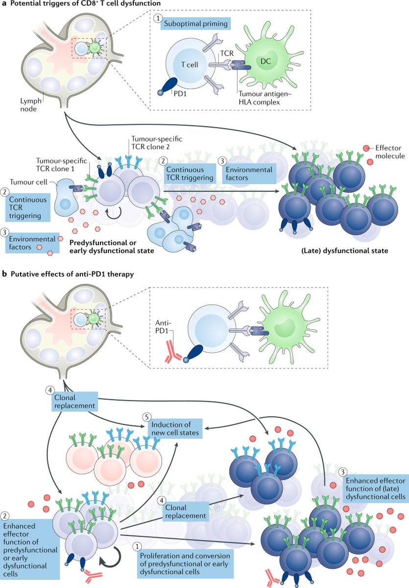 CD8+ T cell states in human cancer: insights from single-cell analysis