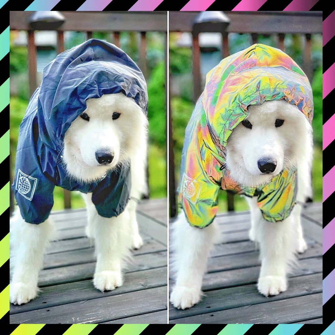 DogReflect's tweet image. Avec/Sans flash ⚡️ Un style inégalable avec la veste Reflect’Dog™️- reflectdog.com
#innovation #reflective #chien #dogmodel