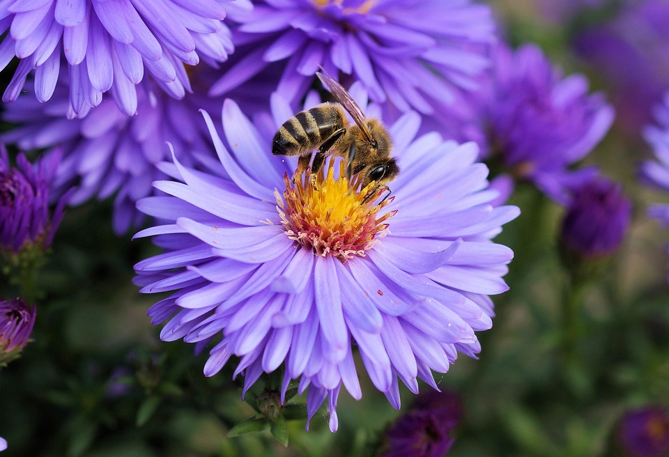 #AlimentoDelMes: Cinco beneficios del polen de abeja. 🐝 ow.ly/b3lB30qfcjY