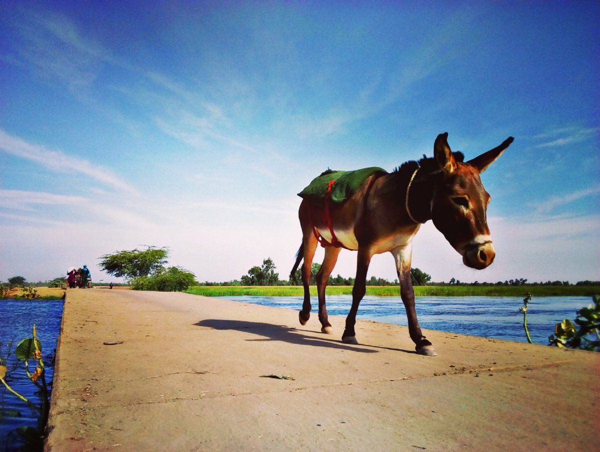 CapiiHameye's tweet photo. Photo prise à TOYA🏞🏞🏞
📸 ©️Capii

#Tombouctou #Toya  #village #animal 
#Capiiphotography #FotodiTch #223Mali https://t.co/XlM7SW72rK