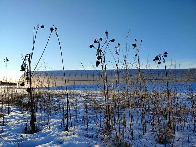 the sun is out today &amp; the farm is lovin' it (&amp; so are we)!! .
.
#ffarmerffrench 
#cookstowngreens ✌💚🌱☀❄ ift.tt/2H0u1vm