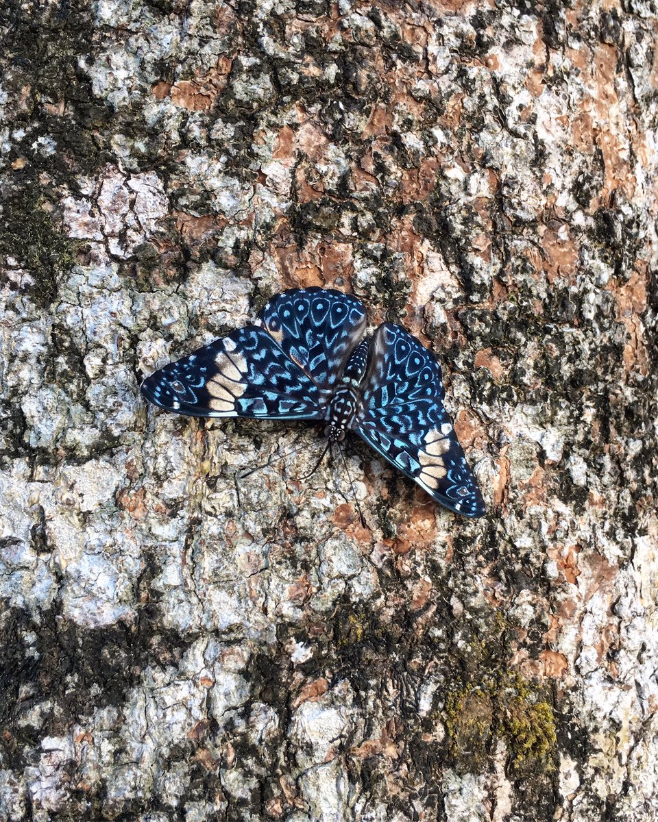This Cracker Butterfly (Hamadryas) kept me company on my canopy filming platform over the past few weeks. Just another example of the wondrous variety of wildlife to be found - and filmed - in the rainforest canopy. #CostaRica #TheGreenPlanet #DavidAttenborough #BBC #Rainforest