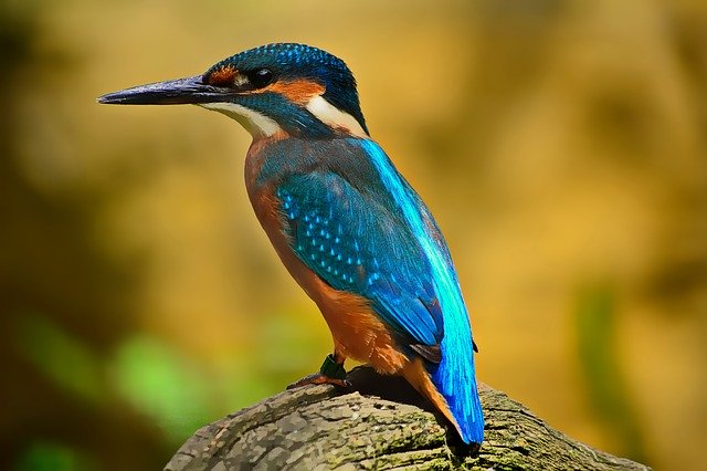 fhdoorwerth's tweet photo. De Veluwe verrast je!

Bij ons heeft de natuur vrij spel. De Nederlandse big five, zoals edelherten of wilde zwijnen, krijgen hier alle ruimte. Over de zandverstuivingen, in het kreupelhout, de bossen en langs heidevelden. Meer inspiratie: https://t.co/PMBxrDB4BD https://t.co/UuZKgd3SCk