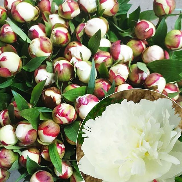 AprilFlowersltd's tweet photo. У нас в Израиле начались Пионы! Ура! Заказывайте у наших менеджеров!
 Сорт Emaqule
sales@enigmaflowers.com
Watsapp +972547639777
 #aprilflowersLtd #aprilflowersisrael #flowersisrael #floristisrael #цветы��приль #цветыизизраиля https://t.co/T8bgFeIHN6