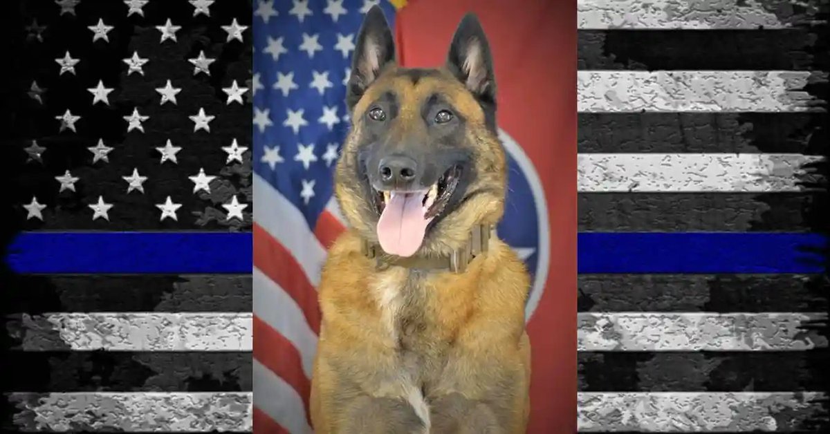 Jefferson County Sheriff's Office K9 Hekko died suddenly on Jan. 24.