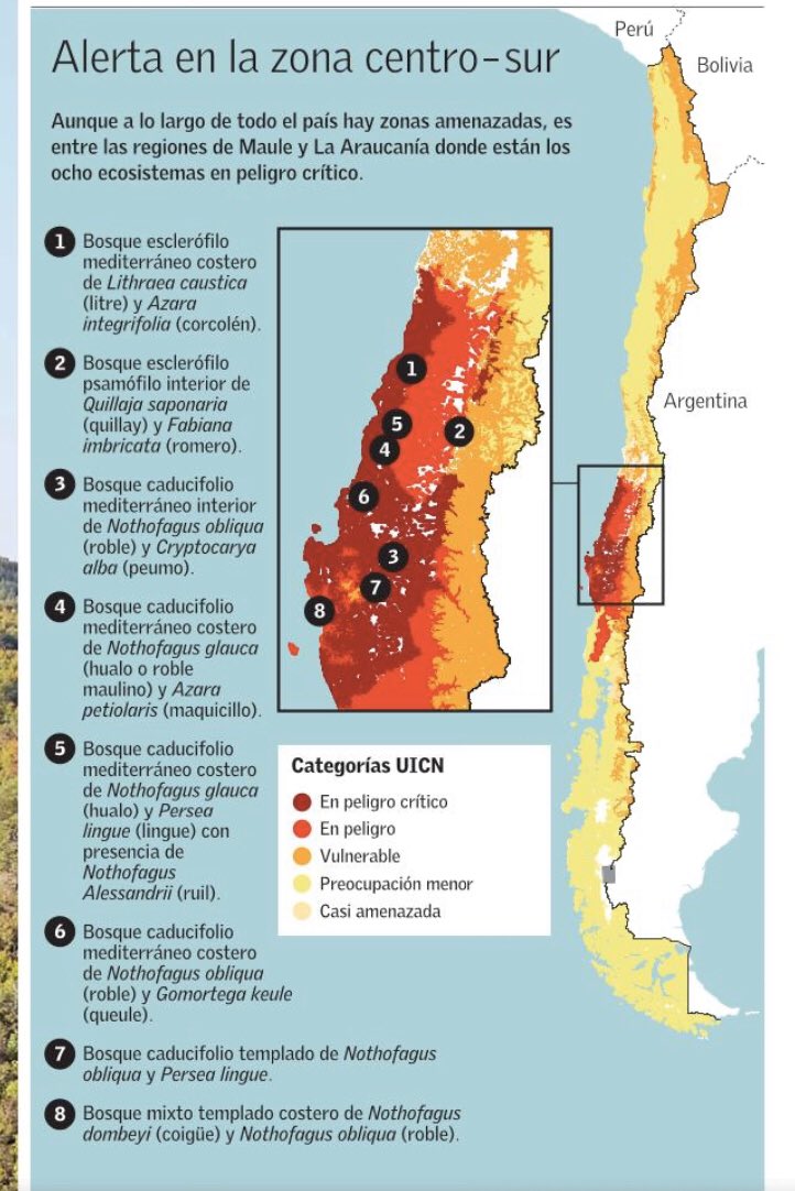 VCT El Mercurio (@vct_elmercurio) on Twitter photo Menos de 20% de su superficie original queda de los grandes bosques de robles, ruiles, peumos y queules que cubrían la cordillera de la costa de las regiones del Maule y Biobío. Son los sistemas más amenazados del país, según el Sexto Informe de Biodiversidad del <a href="/MMAChile/">Ministerio del Medio Ambiente</a> Menos de 20% de su superficie original queda de los grandes bosques de robles, ruiles, peumos y queules que cubrían la cordillera de la costa de las regiones del Maule y Biobío. Son los sistemas más amenazados del país, según el Sexto Informe de Biodiversidad del <a href="/MMAChile/">Ministerio del Medio Ambiente</a>