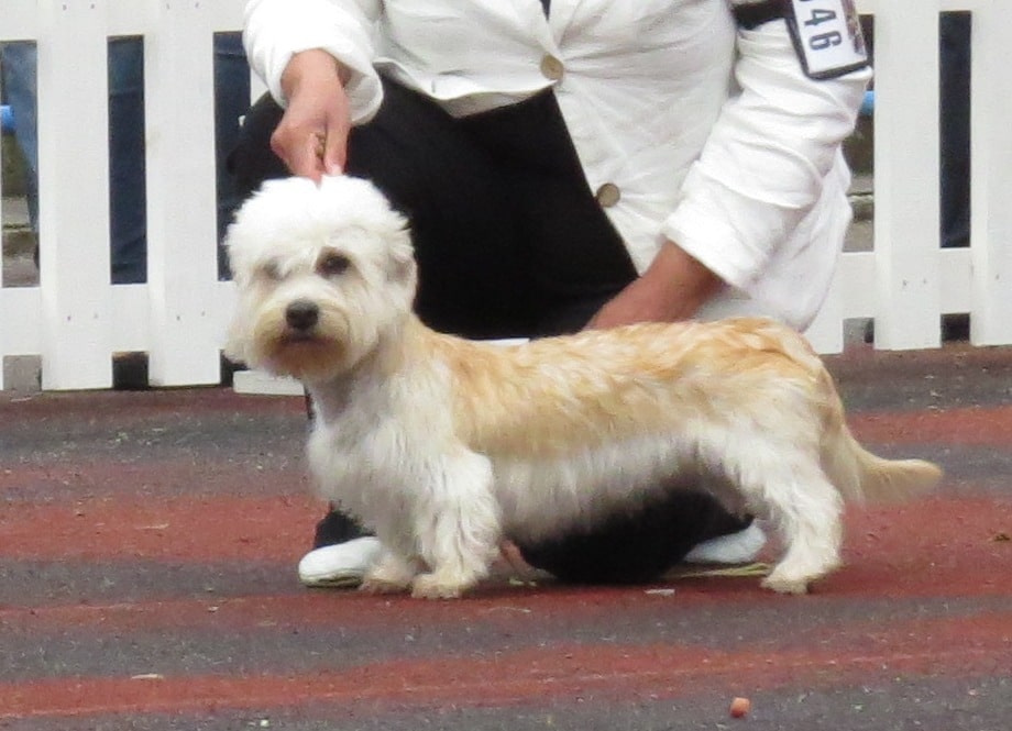 WelfareDogs's tweet photo. 10 Things To Know About Dandie Dinmont Terriers https://t.co/udk0kXk1F2 https://t.co/MUt9evOEoC