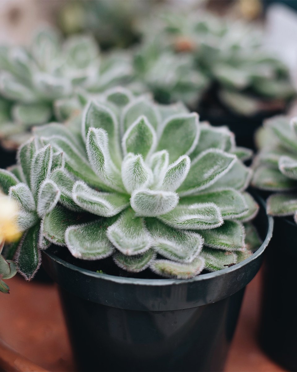 ECHEVERIA: Known for their stunning rosettes formed by plump leaves. Indoors, they will be happy in a sunny window and will produce flowers that bloom from tall stems. Water thoroughly and wait for the soil to dry out before watering again. Water lightly and less often in winter.