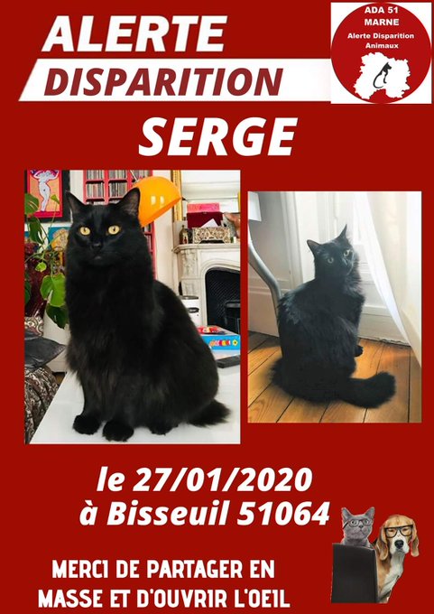 Alerte ! Mon pote Serge a disparu. C'est le chat d'une amie. Dodu et moelleux à souhait (le chat, pas